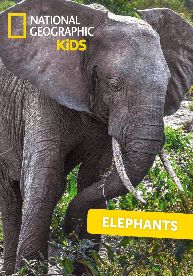 National Geographic Kids: Elephants Tonie - Image 2
